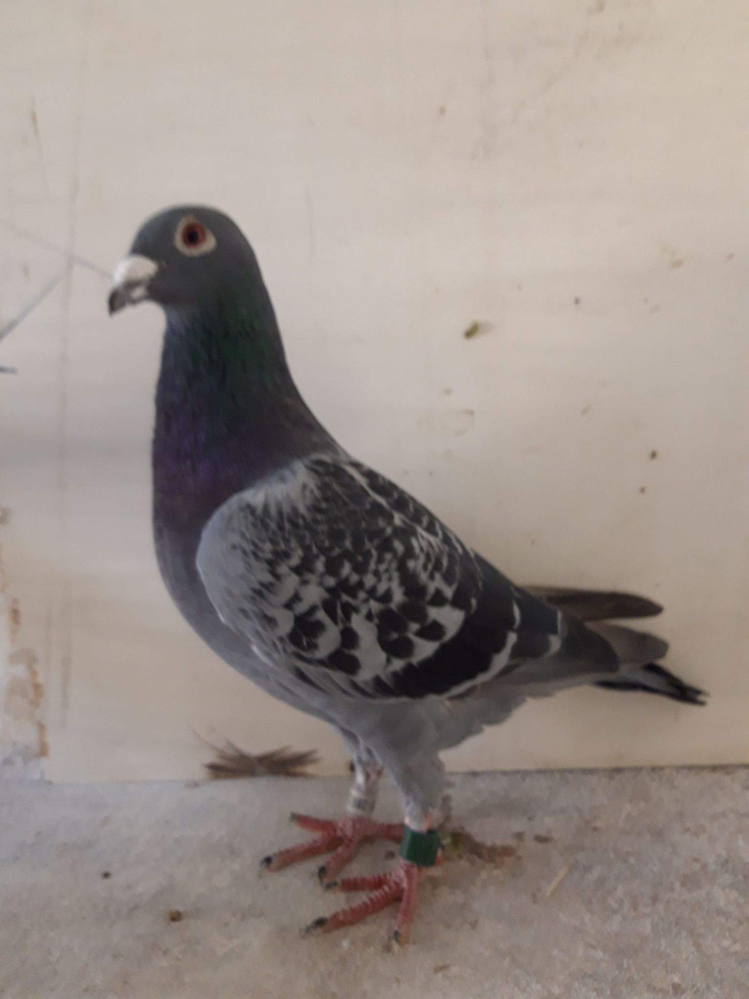 sandsricebird