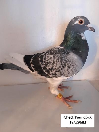 Myersbird