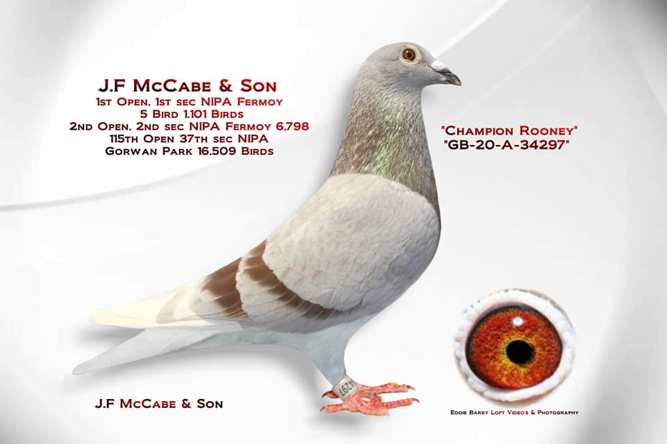 mccaberooney