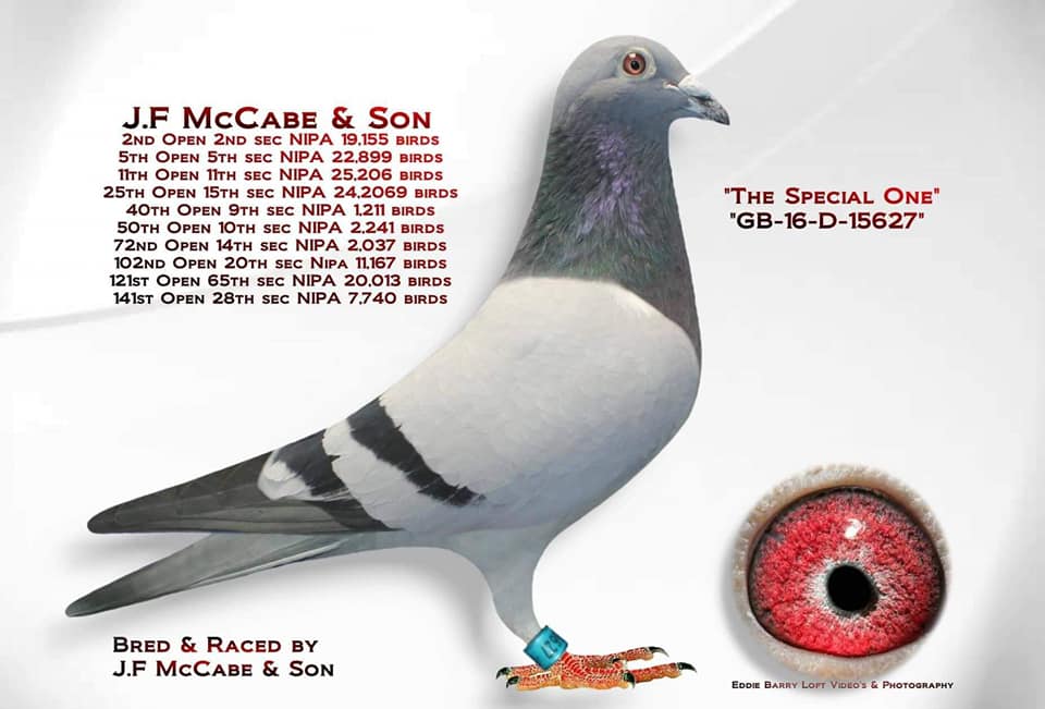 mccabespecial