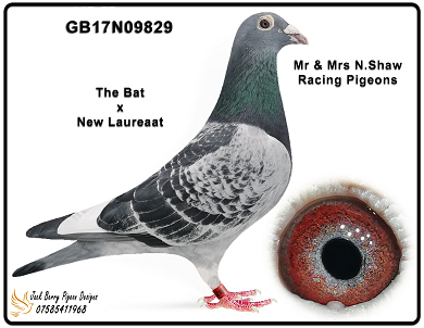 GB17N09829