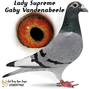 lady supreme