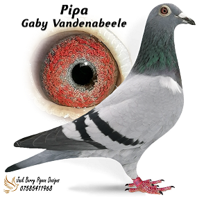 pipa