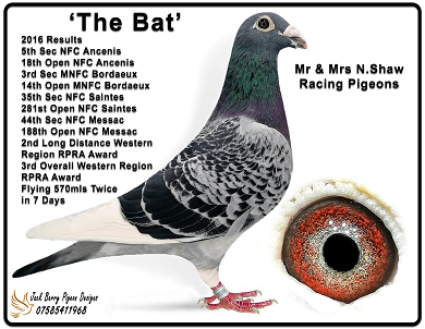 the bat