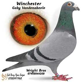 winchester