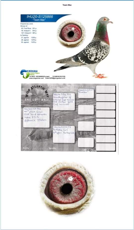 40th open for Jason Lewis from the final race in the Wild Atlantic way with over 800 birds