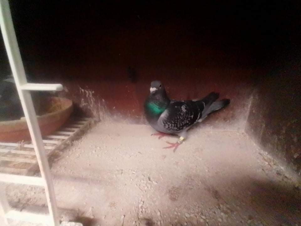 Jason Lewis beautiful Black cock 1st section D CorkWaterford and 28th open National Talbenny with the ihunfc