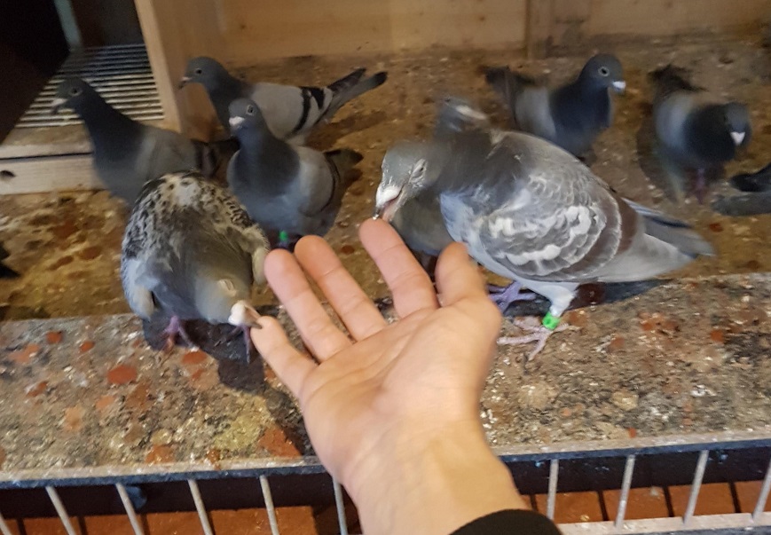 Some of Piotrs young birds. 09 03 21