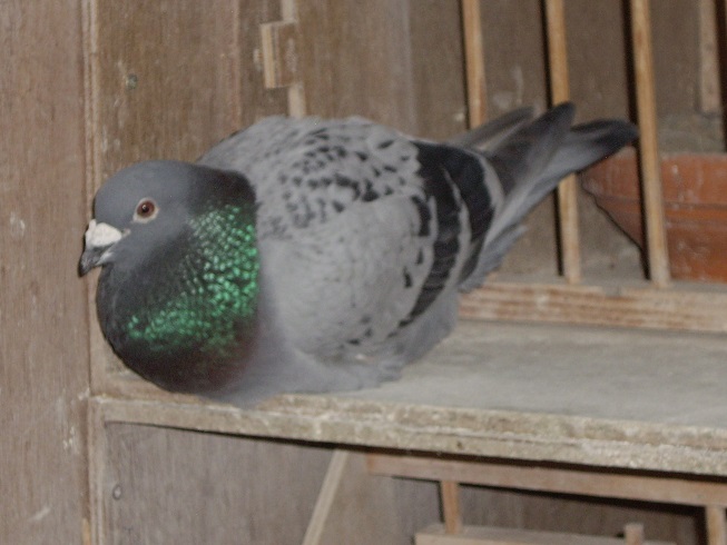 Peter Morriss winning pigeon taking it easy. 13 07 21