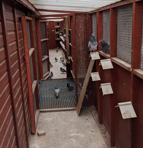 mick mellor spare breeder sec 12 07 21