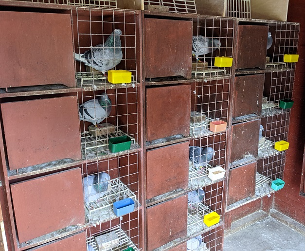 mick mellor w hens boxes 12 07 21