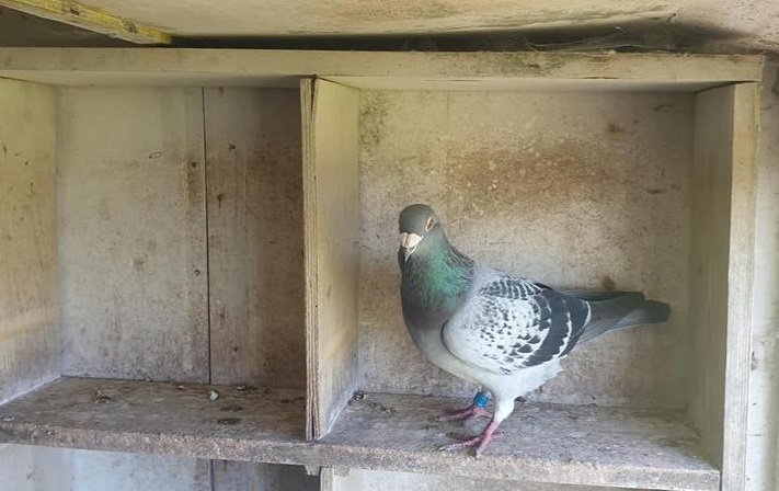 mccallbird IN 03 08 21