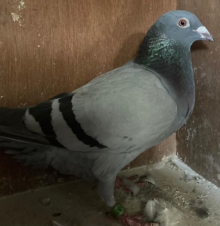 smithbird IN 03 08 21