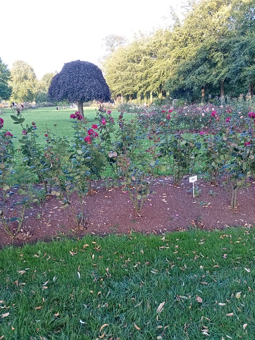 Corks Fitzgerald Park 19 10 21