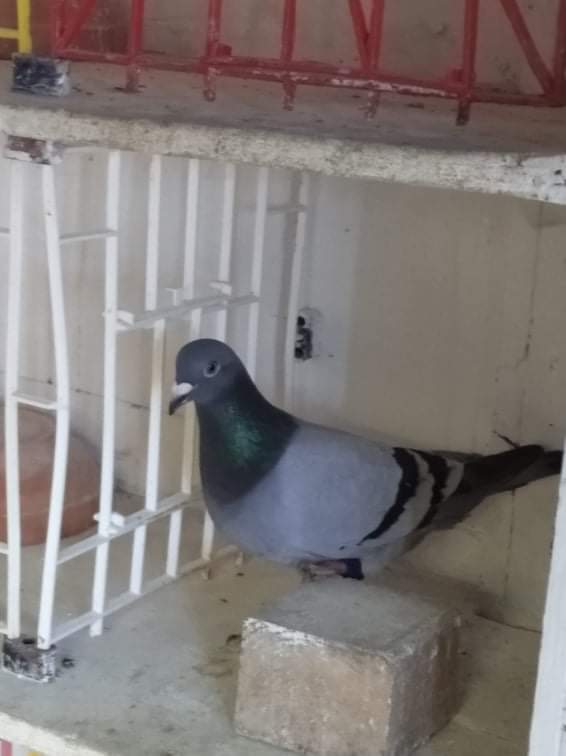 Tony Healys fantastic blue cock 19 10 21
