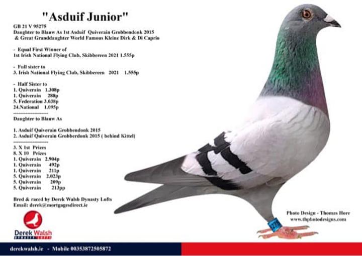 asduif junior 12 10 21