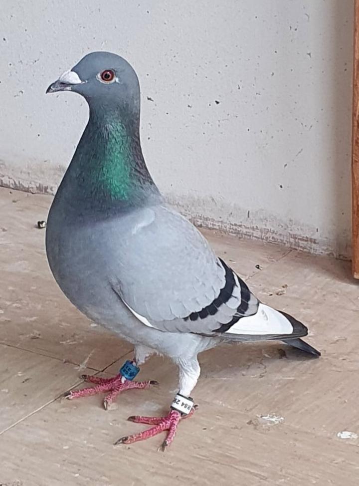 markey bird 12 10 21