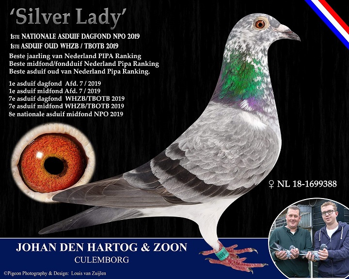 silver lady