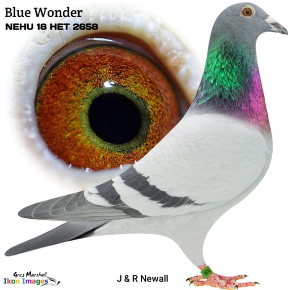 blue wonder 16 12 21