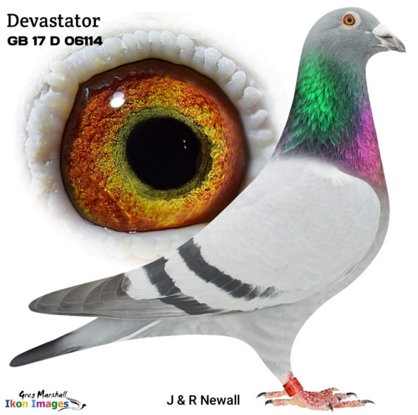 devastator 16 12 21