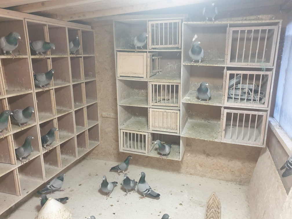 yb loft with nest boxes 16 12 21