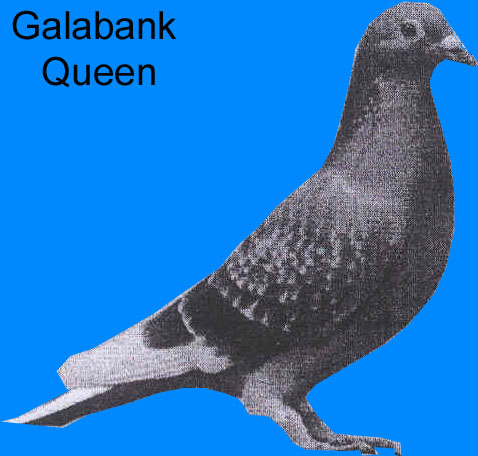 Galabank Queen