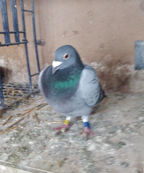 emmett bird 12 07 22