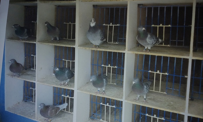 Some of Trevors cocks for 2023 28 11 22