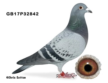 1st Liverpool Two Bird Specialist Club 16 01 23