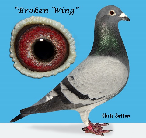 Broken Wing RPRA Middle Distance Award Winner 16 01 23