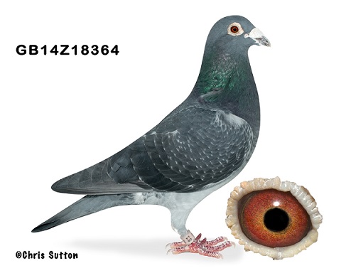 Club bird of the year 2016 16 01 23