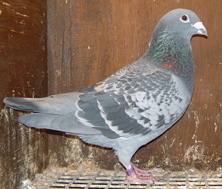 Foundation Cock 16 01 23