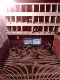 Inside one of Young Bird Sections 18 01 23