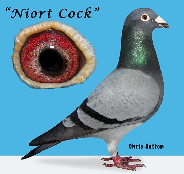 Niort Cock Federation winner 16 01 23