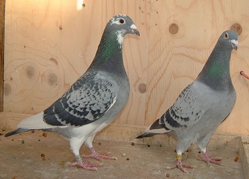 Principle pigeons. Son daughter of Ken Hunts The Boss 16 01 23