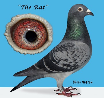 The Rat Liverpool Amal Bird of the Year also a full sister to the Combine Winner 16 01 23