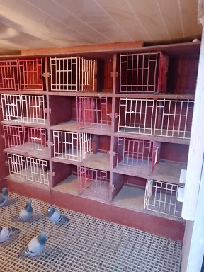 Widowhood Cock Section 1 18 01 23
