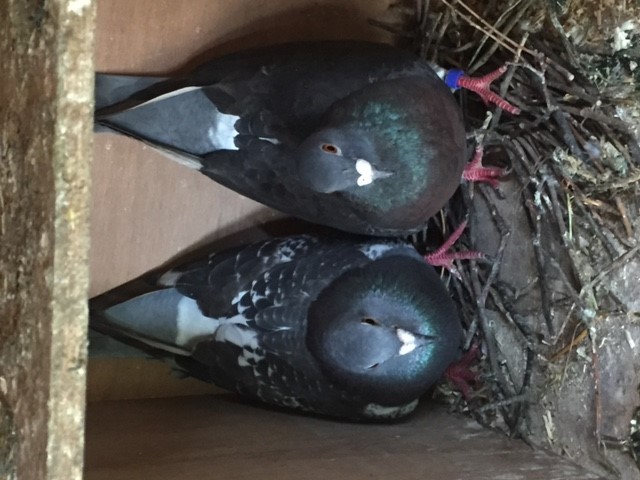 A pair of Richards dark chequers