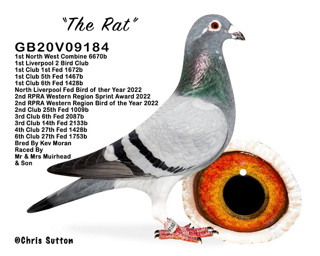 The Rat Mr Mrs Muirhead Son 