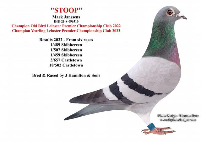 stoop 12 06 23