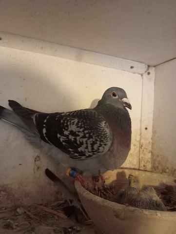 beattie 2nd bird 18 07 23z