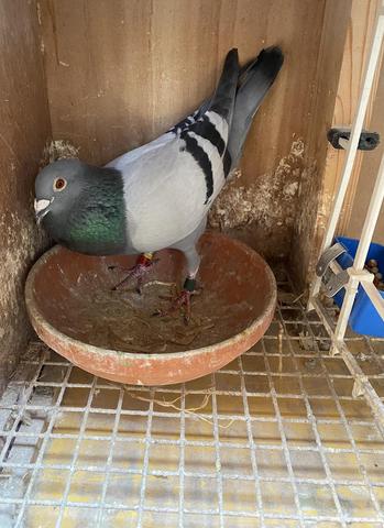 mallen bird 03 07 23