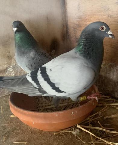 mcuntyre bird 28 07 23A