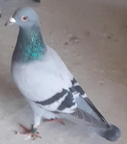 4th middle bird 09 10 23
