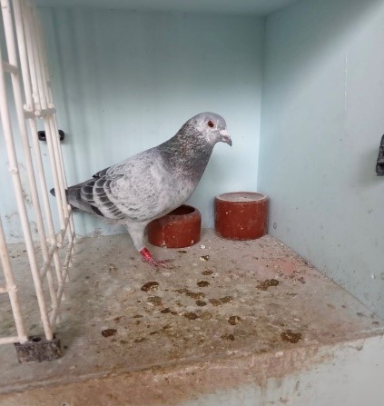 Alan OHara Pitbull grizzle cock 23 10 23a