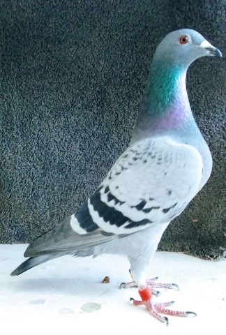 The Regal Frans Zwol hen. Gdaughter of Gaynors gift 23 10 23a
