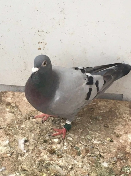 smyth bird 09 10 23