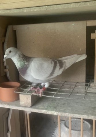 8. 1st Essex Central federation Darlington 780 pigeons 20 05 23