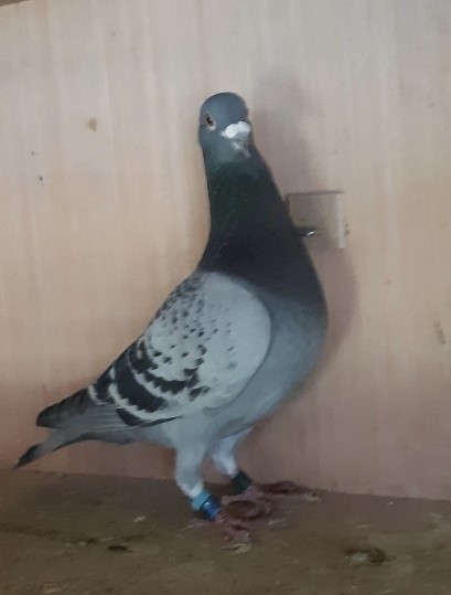 Picture7 Russell Jaques 2y Agent Starling chequer cock 1st club 7th fed Grantham