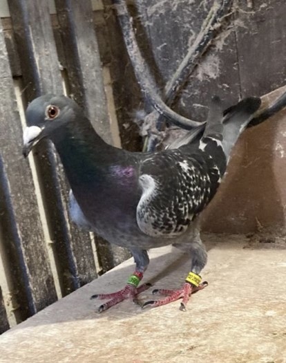 1st club Stambridge 1st Essex Central federation Retford YB